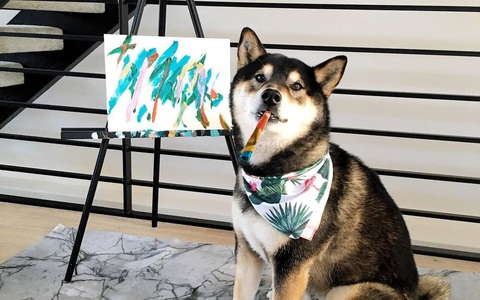 Chó Shiba bán 288 bức tranh tự vẽ, thu gần 18.000 USD