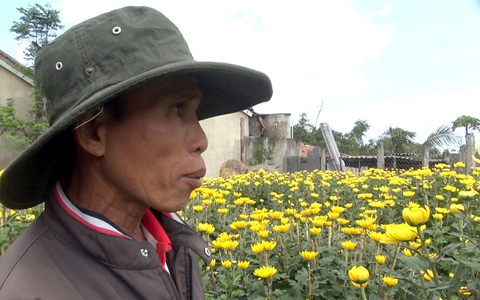 Thương lái bỏ cọc, người trồng hoa tết Phú Yên như ‘ngồi trên lửa’