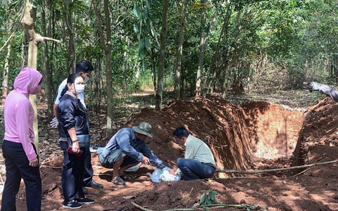 Vụ chôn lén 138 con heo chết trong rừng cao su: Heo không bị bệnh