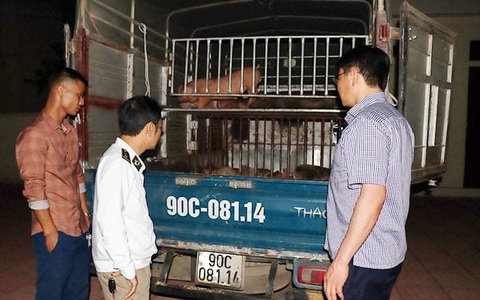 Bắt xe chở 50 con heo giống nhiễm bệnh từ Hà Tĩnh ra Hà Nam