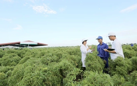 'Cây trăm tỉ' trong thuốc bổ não thảo dược đứng đầu thị trường Việt Nam