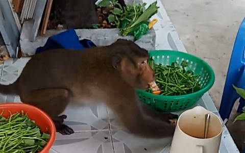 Khỉ đuôi dài 'quậy xám hồn' khu dân cư quận 8, bốc hủ tiếu, xé thịt gà, 'ăn cắp' trứng...