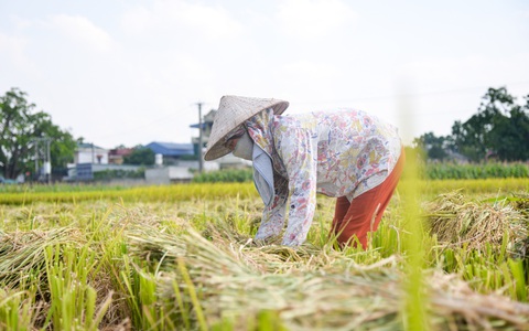 Tháng năm mùa gặt về, nông dân ‘đội nắng’ ra đồng thu hoạch lúa