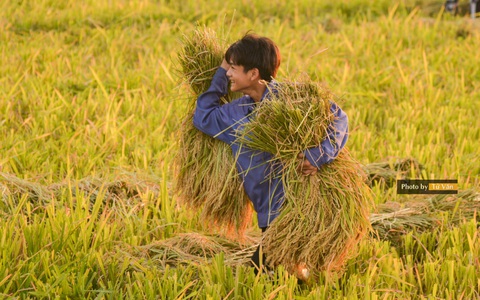 Sau COVID-19, có thể có thêm 9 triệu lao động là trẻ em