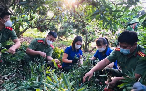 Hàng ngàn ‘áo xanh’ tình nguyện thu hoạch vải thiều giúp dân xuyên đêm