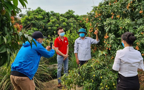 Mục tiêu bán 100 tấn vải thiều Bắc Giang trên Sendo