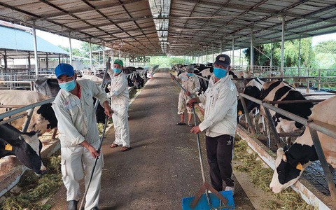 Hàng trăm tấn sữa có nguy cơ đổ bỏ
