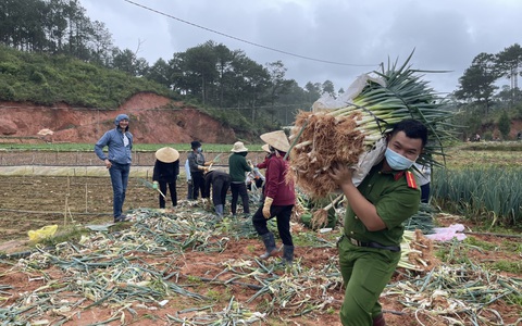 Công an Đà Lạt ra đồng thu hoạch rau tặng y bác sĩ, bệnh nhân và người dân vùng dịch