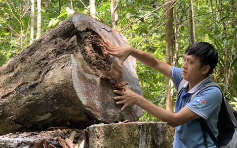 Lâm tặc làm đường, vào rừng phòng hộ đốn cây