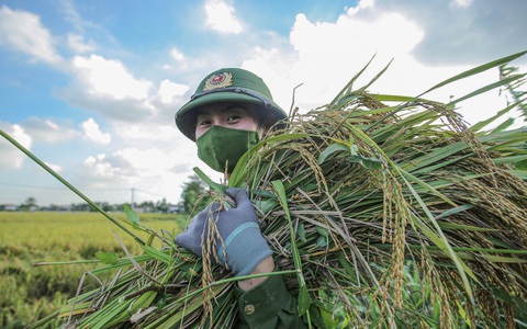 Những người lính trẻ 'đội nắng', vượt màn đêm gặt lúa cho bà con vùng cách ly y tế