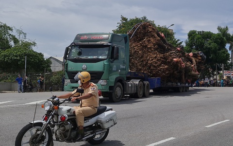 Di dời 'cụ đa' 200 tuổi nặng trên 120 tấn