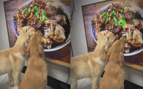 Hai chú chó thi nhau ăn đùi gà trong tivi