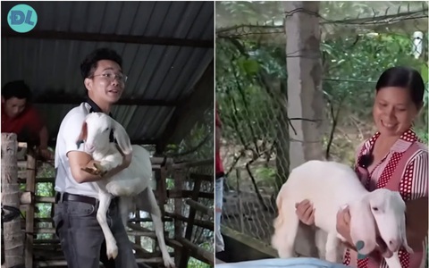 Lạ lùng chú dê biết gọi ‘Mẹ ơi’ bằng tiếng Việt như người