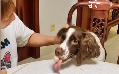 Chú chó lươn lẹo ăn trộm cá viên chiên bất thành