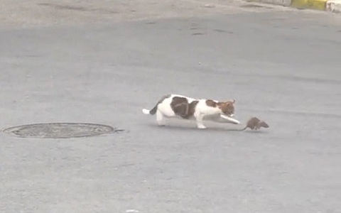 Chuột khổ sở khi bị mèo vờn