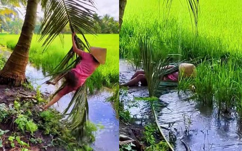 Cô gái đu tàu dừa bay vào ruộng lúa