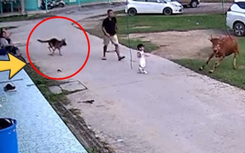 Chó becgie bảo vệ cô chủ khỏi con bò hung hăng