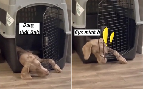 Chú chó đang thất tình còn bị cánh cửa 'trêu ngươi'