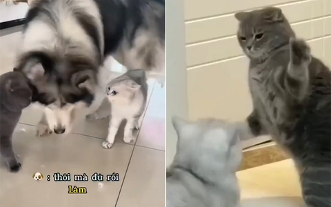 Husky vội giảng hòa khi thấy hai chú mèo cãi nhau