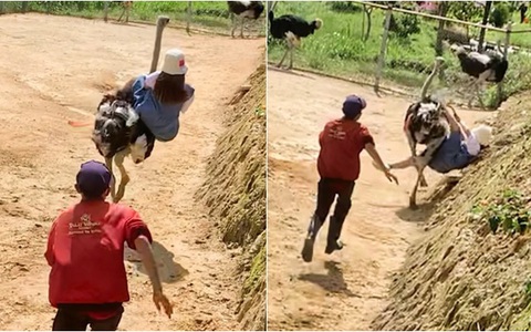 Cô gái mặc váy cưỡi đà điểu ngã chổng vó (P2)