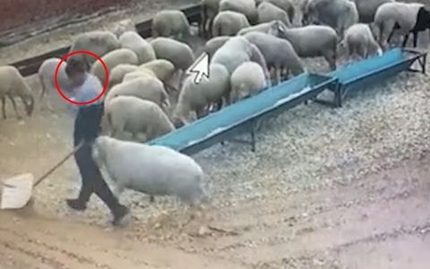 Người đàn ông bị dê húc ngã dập mông khi quét dọn chuồng