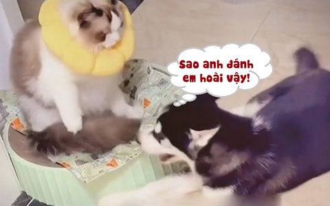 Husky tổn thương vì bị mèo cho ăn liên hoàn tát
