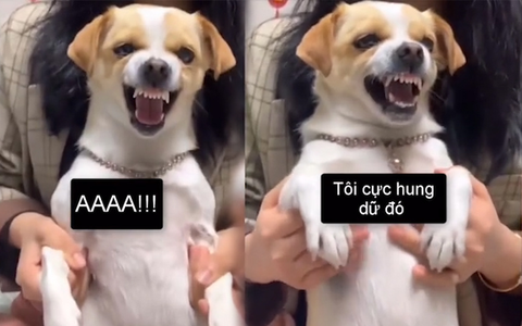 Cậu Vàng được chủ dạy diễn xuất siêu hài