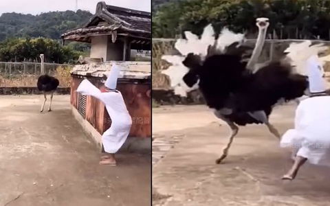 Đà điểu rượt nam thanh niên trả đũa vì bị dọa ma
