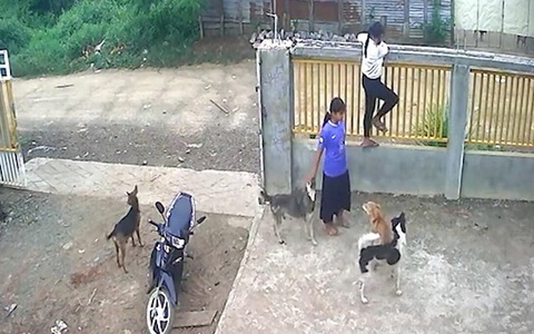 Hai cô gái hoảng hồn với 'chó nhà mình ngoan lắm, bạn cứ vào đi'
