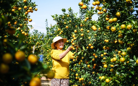 Quất Tết Hội An được giá, thương lái chốt giá tại vườn vẫn không đủ bán