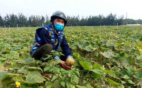 "Hái ra tiền" trên dải cát ven biển bạc màu