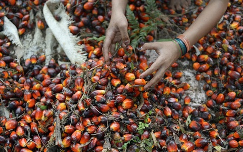 Indonesia tiếp tục siết chặt xuất khẩu dầu cọ