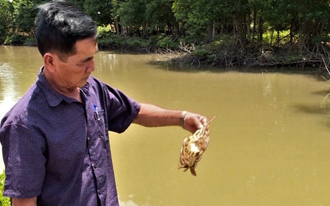 Cà Mau chỉ đạo kiểm tra cua nuôi chết bất thường