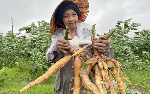 Hiệp hội sắn 'kêu cứu' tới Thủ tướng vì Tổng cục Thuế yêu cầu xác minh khách hàng Trung Quốc