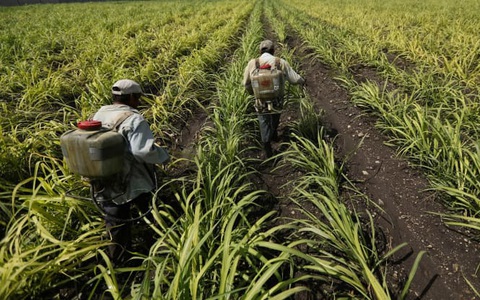 Giá phân bón thế giới tăng cao nhất mọi thời đại