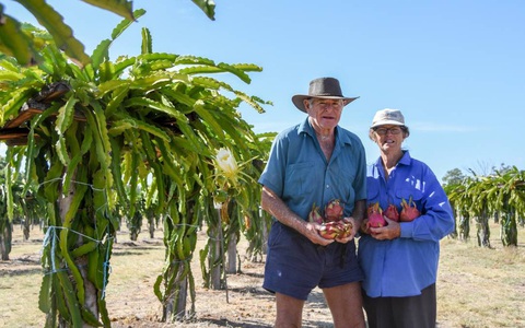 Người trồng thanh long Australia tìm kiếm giải pháp hạn chế hàng nhập khẩu