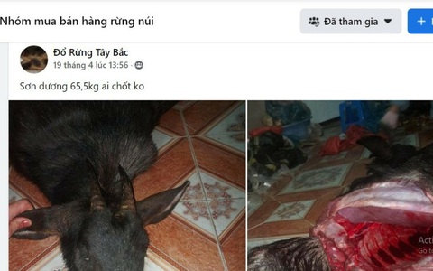 Đi chợ 'Đồ rừng' - Kỳ 2: 'Ma trận' buôn thú rừng trên mạng