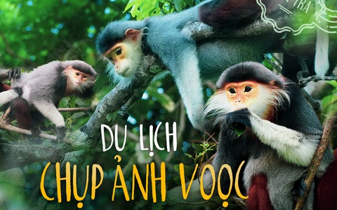 Du lịch chụp ảnh voọc: Tour hay, ít phổ biến