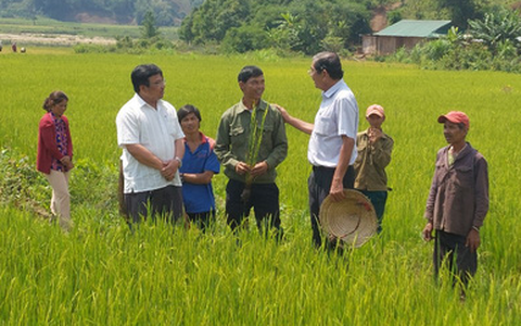 Gieo lúa 'ngon nhất thế giới' trên núi đồi