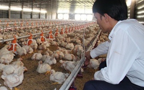 Không dễ xuất khẩu gà dù láng giềng đang thiếu