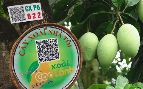 Không có đất vẫn trồng được xoài nhờ mô hình 'Cây xoài nhà tôi'