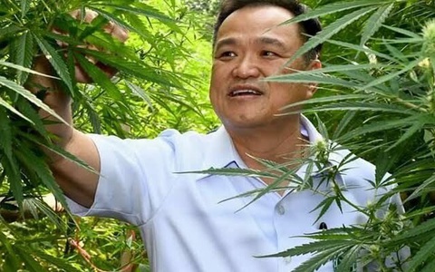 Bộ Y tế Thái Lan khuyến khích làm giàu hợp pháp từ cần sa