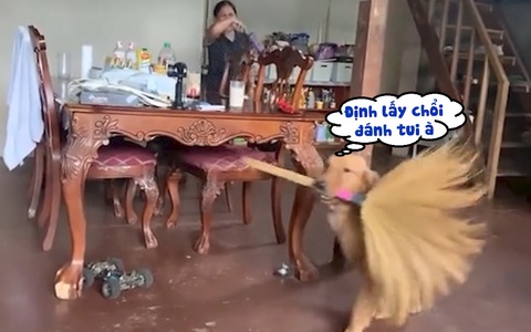 Chú chó gặm chổi chạy quanh nhà vì sợ sen đánh đòn