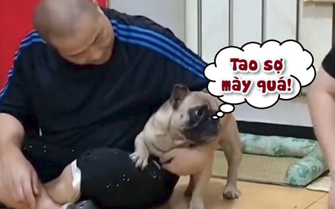 Chú chó cậy sen bên cạnh mới dám hổ báo