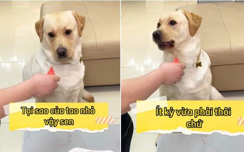 Chú chó nổi quạu vì sen chia cho miếng dưa hấu nhỏ