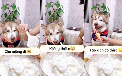 Chú chó xin ăn còn chê đồ thừa