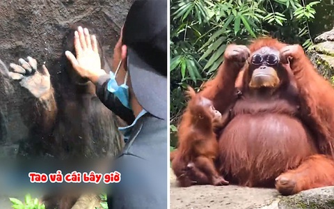 Những chú đười ươi hài hước