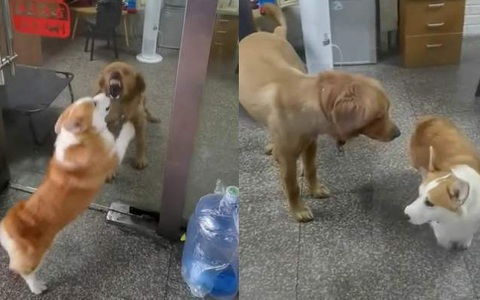 'Giang hồ mạng' phiên bản 2 chú chó