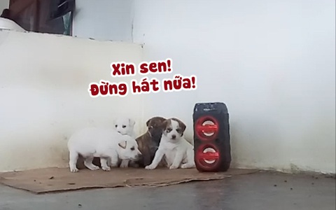Đàn chó con hú hồn khi nghe sen hát