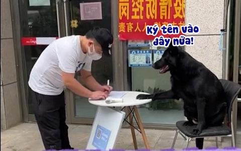 Chú chó bắt khách quét mã QR, ký tên mới cho vào quán